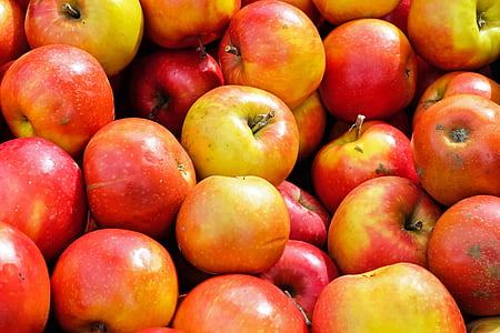 obuolių, vaisių, vaisiai, skanus, vitaminai, derliaus
