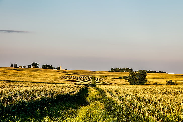 Iowa, maíz, campo, granja, rural, filas, paisaje