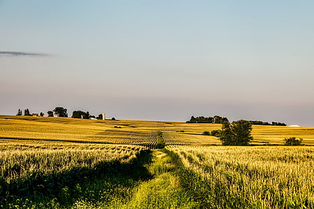 Iowa, korn, feltet, gården, landlig, rader, landskapet