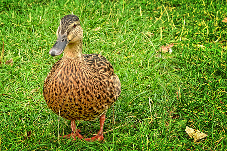 duck, mallard, anas platyrhynchos, female, water bird, duck bird, bird