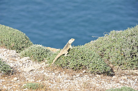 zee, eiland, Iguana, reptielen, natuur, Cyprus