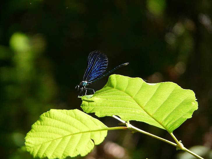 demoiselle, natuur, insect, Dragonfly, Cevennen