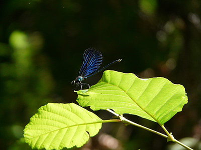 demoiselle, nature, insect, dragonfly, cévennes