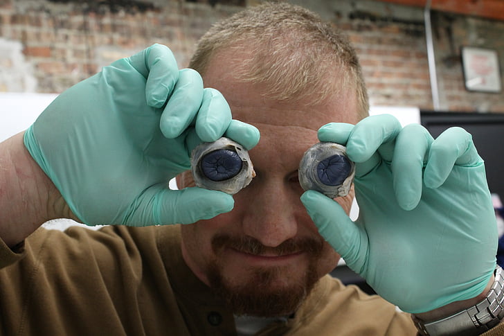 dissection, cow, science, biology, man, eye, gloves