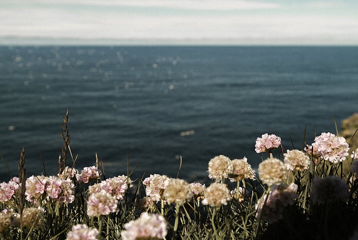 bloom, blossom, coast, flora, flowers, grass, ocean