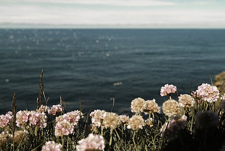 Bloom, kwiat, Wybrzeże, Flora, kwiaty, trawa, Ocean