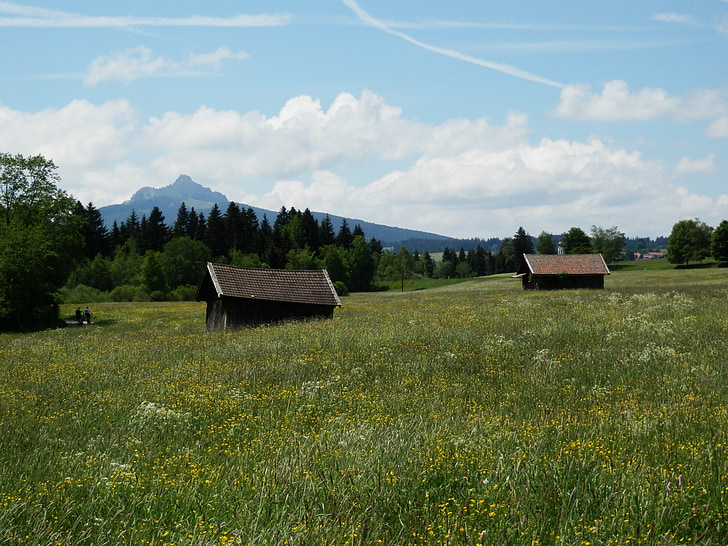 louka, Allgäu, greened, Panorama, hory, květiny, stromy