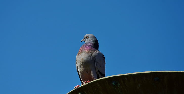 dove, doves, animal, bird, wings, pigeon, flying