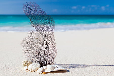 Beach, Karibská oblasť, modrá, krása, Koncepcia, exotické, Príroda