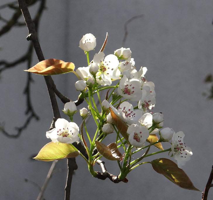 komoi, pear, apple, spring, flowering twig, flowers, fruit