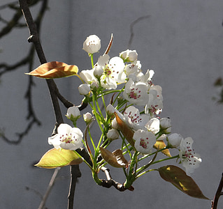 komoi, 배, 애플, 봄, 나뭇가지에 꽃, 꽃, 과일