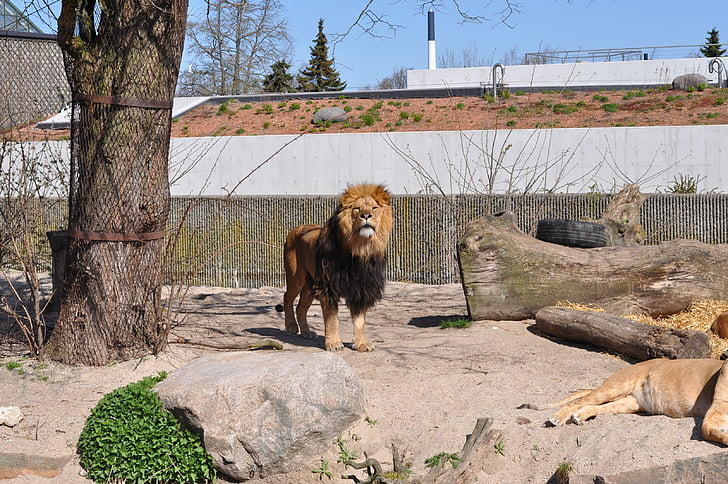 Zoo, lejonhane, dyra