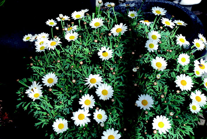 Daisy, biela, Bush, kvet, Príroda, kvety, Záhrada