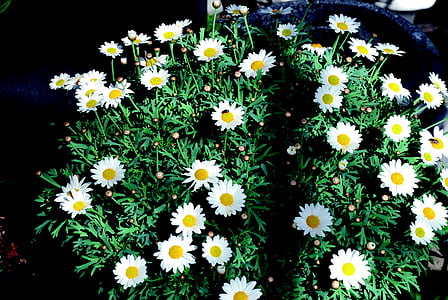 Margherita, bianco, Bush, fiore, natura, fiori, giardino