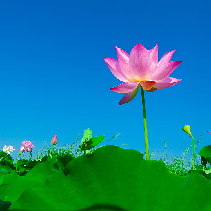 roze, Lily, wissen, blauw, hemel, overdag, Lotus blad