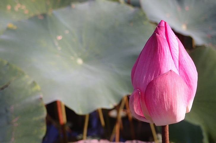 Anlage, Pink lotus, Lotusblatt, Blume, Rosa, Natur, Lotus Seerose