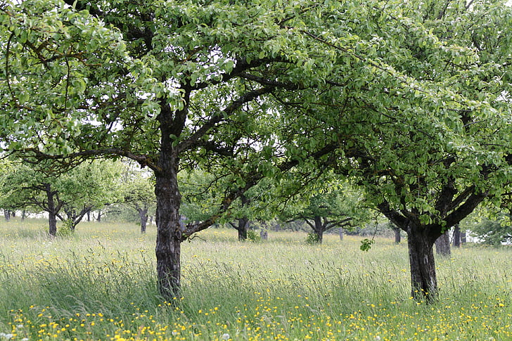 Obstgarten, Obstbäume, Obstbaum, Natur, Landschaft, Deutschland, verstreut Obstbäume