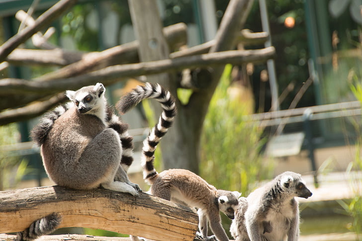 Ring tailed lemur, öga, Lemur catta, ansikte, Madagaskar, Zoo, randig