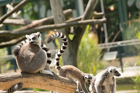 krúžok sledoval lemur, oko, lemur catta, tvár, Madagaskar, Zoo, pruhované