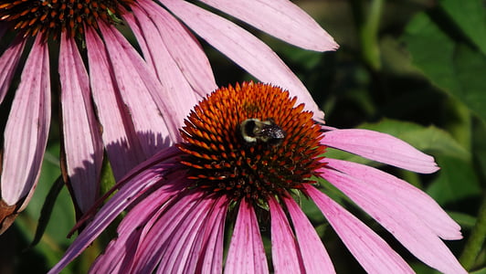 пчела, ecanacia, цвете, лилаво, лилава цветна градина, Блосъм, Хубава