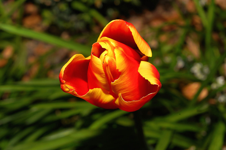 Tulipan, kwiat, Bloom, kwiat, wiosna, roślina, początku gafa