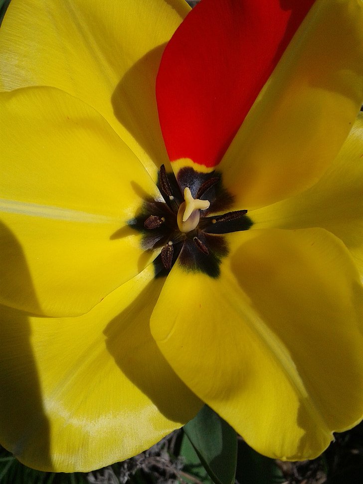 Tulipa, flor, flor, groc, vermell, primavera, primer bloomer