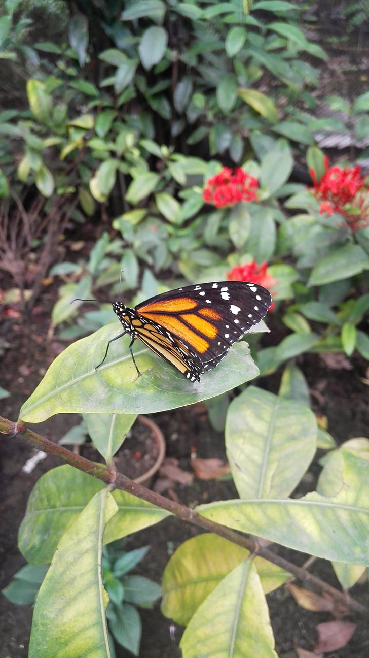 papallona, natural, jardí de papallones