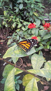 mariposa, natural, jardín de mariposas
