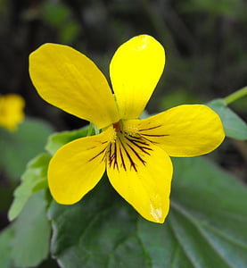 Viola Glabely, květ, žlutá, proudu fialová, průkopník fialová, Bloom, květ