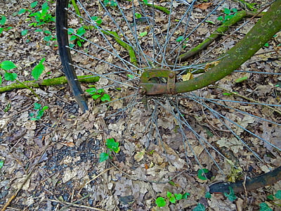 bike, rim, wheel, stainless, nature, forest, decomposition