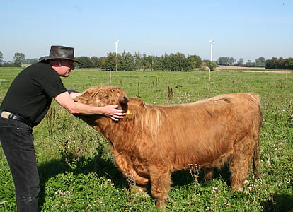 bik, škotski visokogorskih govedo, ljubezen, kmetijstvo, Kmetija, krava, govedo