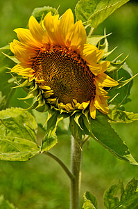 bunga matahari, matahari, alam, kuning, pertanian