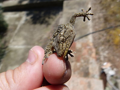 Gecko, drage, bite, Reptile, hånd, detaljer