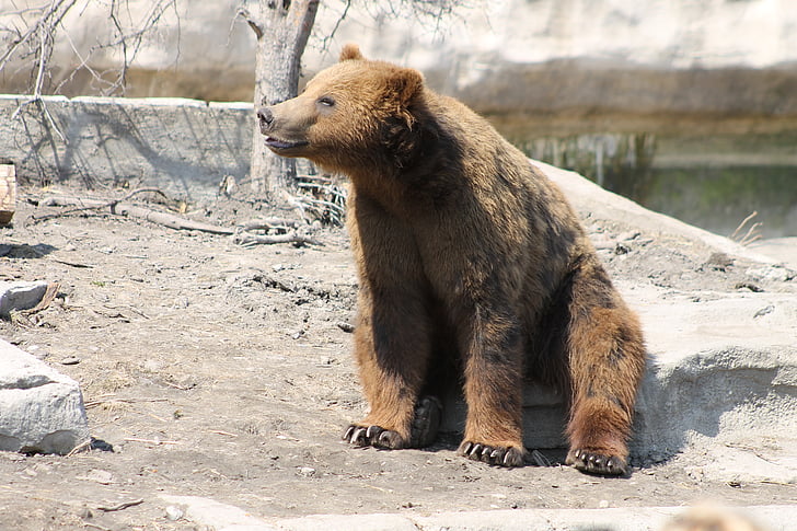 grizzly, bear, brown, animal, wildlife, nature, cute