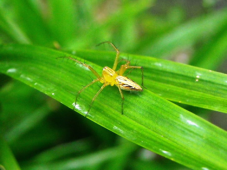 spider, yellow, leaf, pandan, green, insect, nature
