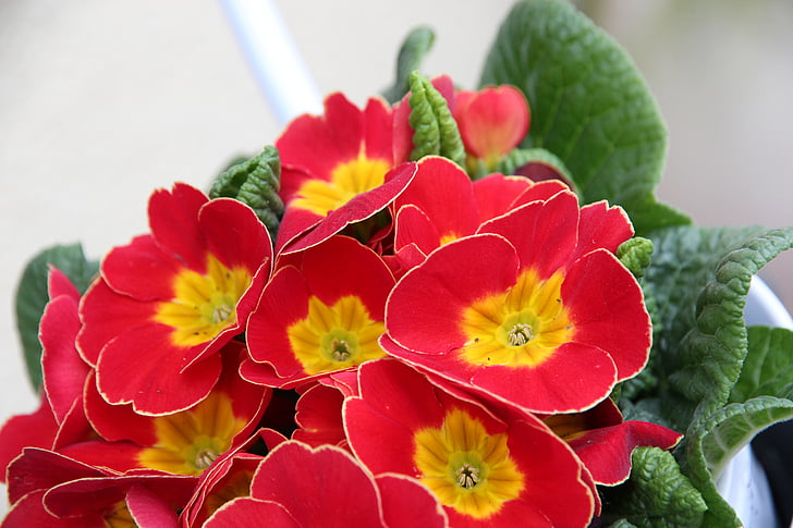 Primel, rot, Frühlingsblume, Primula, Natur, Anlage, Blume