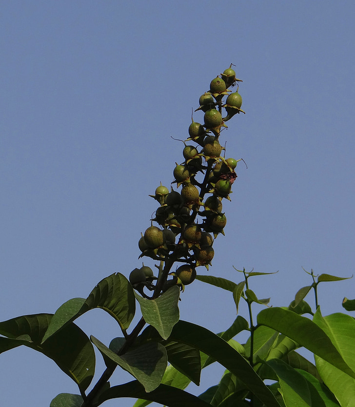 Lagerstroemia speciosa, velikan krep Mirta, Queen's krep myrtle, jarul, sadje, Indija