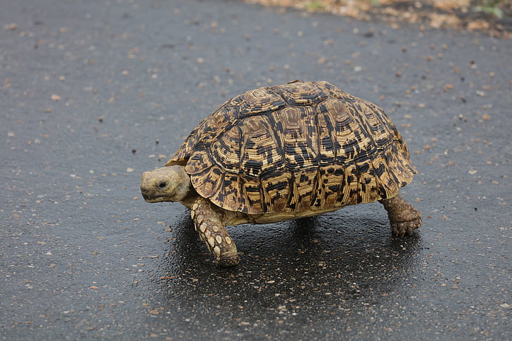 leopard tortoise, turtle, south africa, reptile, tortoise, animal, wildlife