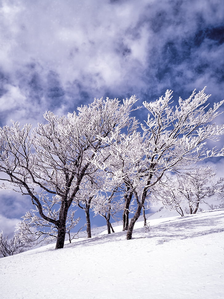 snö, rimfrost, träd, molnet, blå himmel, Shirakami-sanchi, Japan