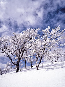 zăpadă, brumă, copaci, nor, cer albastru, shirakami-sanchi, Japonia