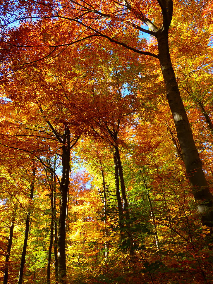 meža, rudens meža, krāsains, koki, atstāj, rudens, daba