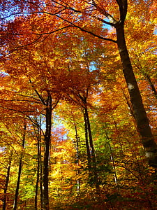 skogen, hösten skogen, färgglada, träd, lämnar, hösten, naturen