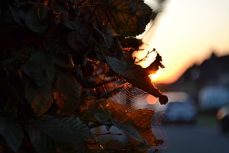 spider web, leaves, tree, nature, autumn, sunlight, setting sun