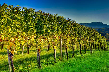 Jižní Štýrsko, víno, vinné révy