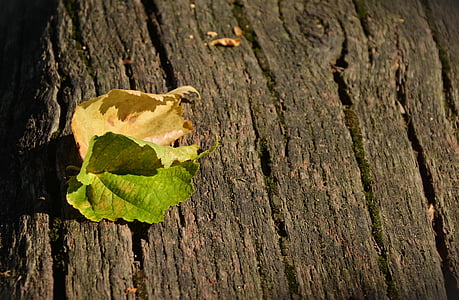 lämnar, hösten, falla lövverk, blad i höst, förgänglighet, färger i höst, trä