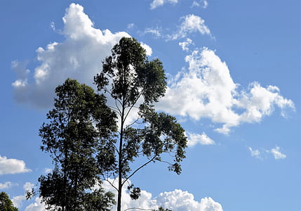 nube, árbol, paisaje, naturaleza, cielo azul, Brasil, día