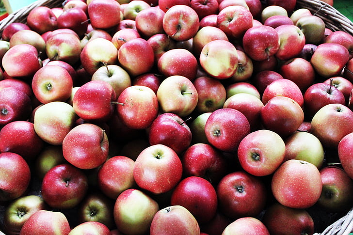 ābolu, augļi, Pateicība, rudens
