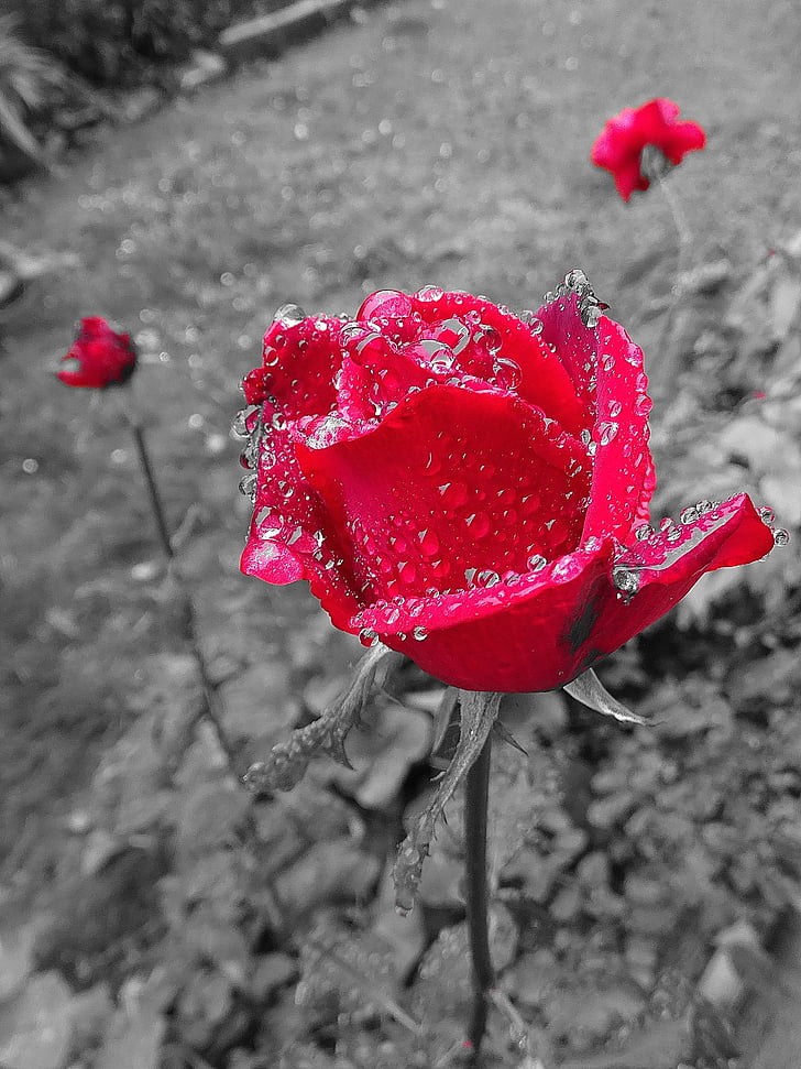 Троянда, червоний, сірий, краплі води, цвітіння, цвітіння, квітка