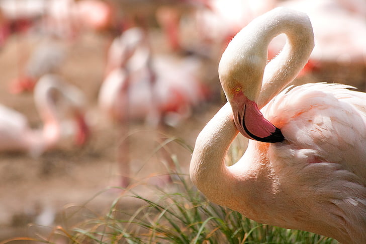 Flamingo, burung, burung air, flamingo merah muda, eksotis, merah muda, bulu