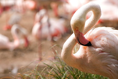 flamingo, bird, water bird, pink flamingo, exotic, pink, feather